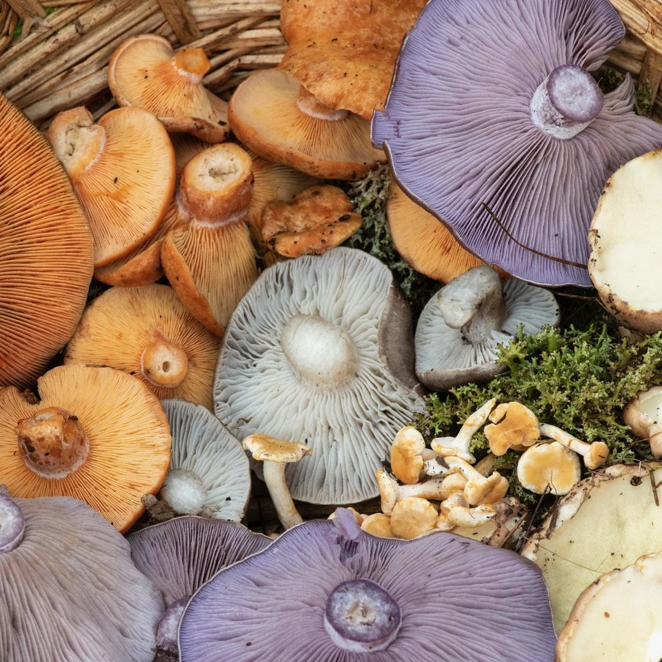 Intermediate Wild Edible Mushroom Foraging - April 26- Hampton