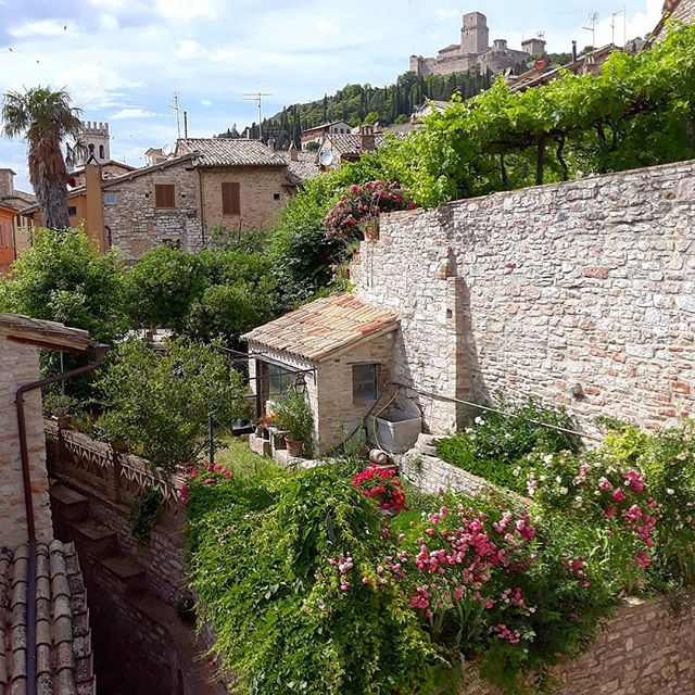 The smell of the roses in our neighbours' garden is wafting  through our windows on a warm breeze and it is heaven. The garden's caretaker is an older gentleman and his wife. He is Rana's favourite person to watch out the window. I like to know he is