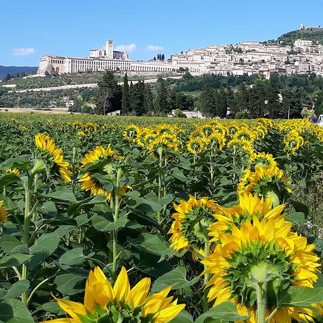 On the summer solstice these huge, beautiful sunflowers opened. Each are taller than a person and they rotate together during the day to face the sun #awe #solstice #sun #life #nature #summer #italy #umbria #beauty #assisi