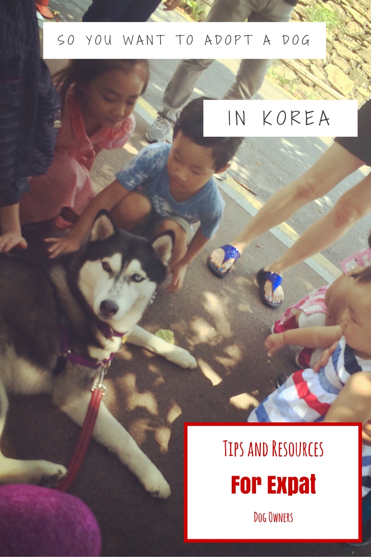 Tips and Resources for Expat Dog Owners