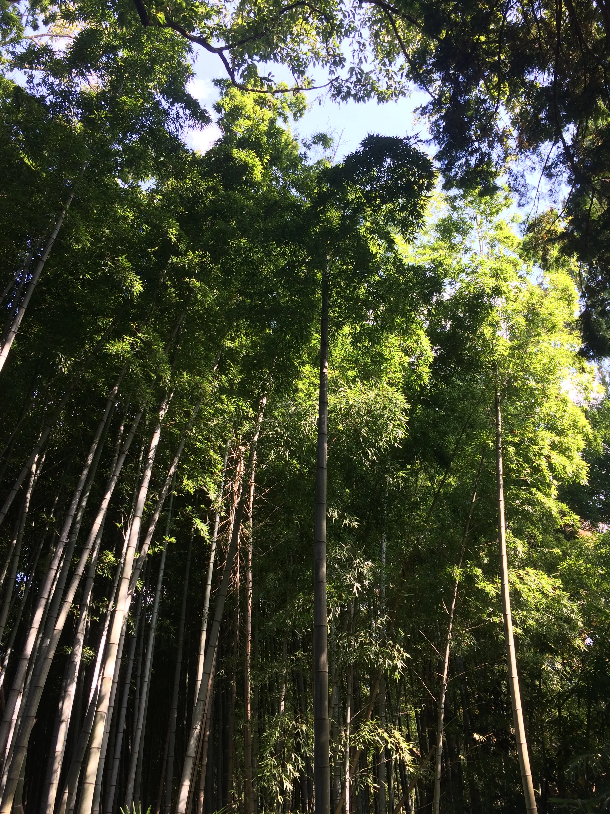 2015-10-29 11.25.28.jpg