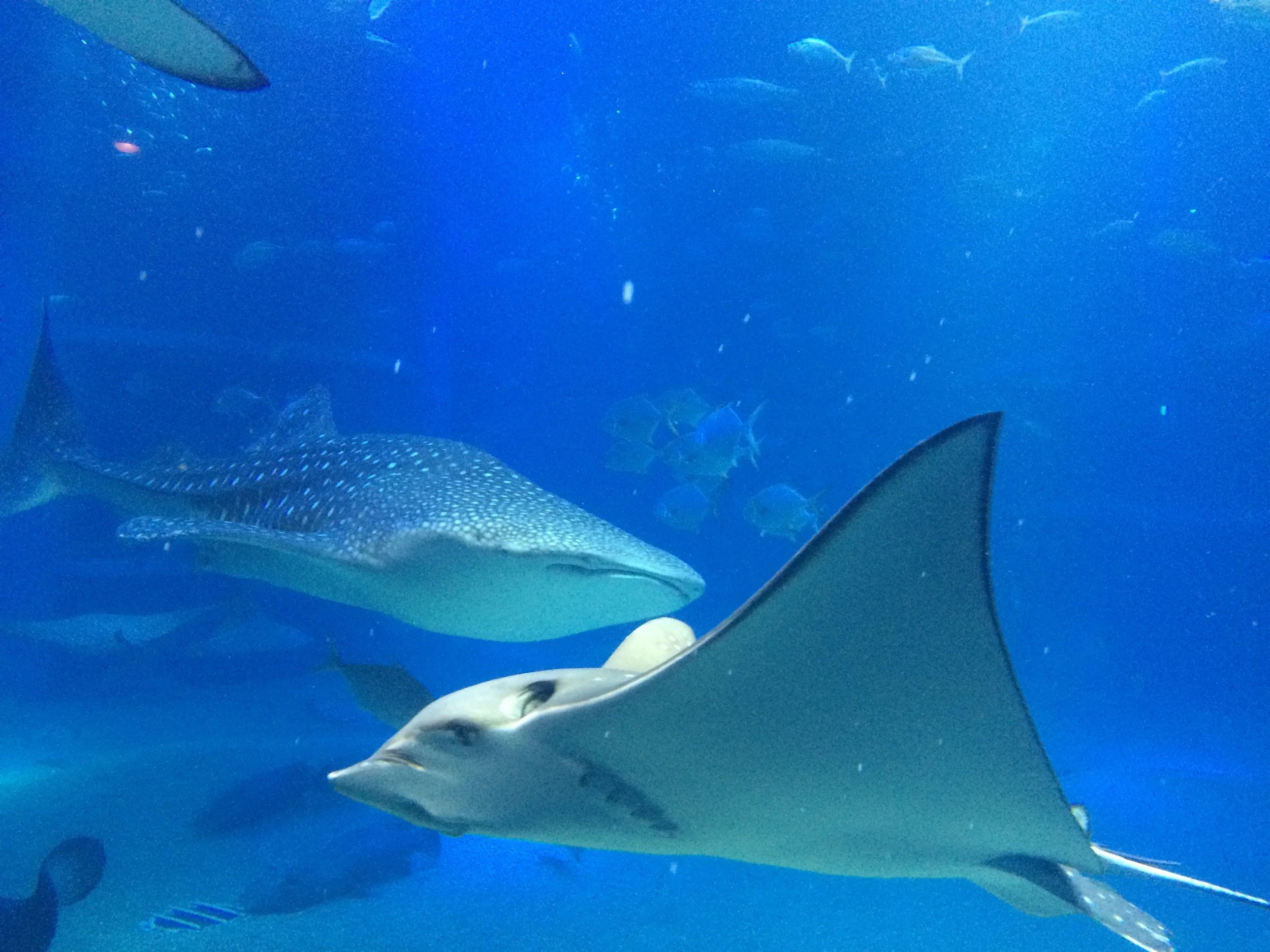 Osaka Aquarium Kaiyukan