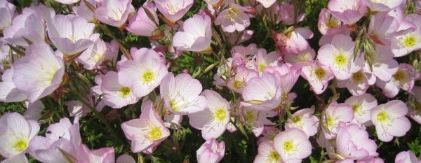 Imagine yourself like a bee buzzing from flower to flower, honey pot to honey pot