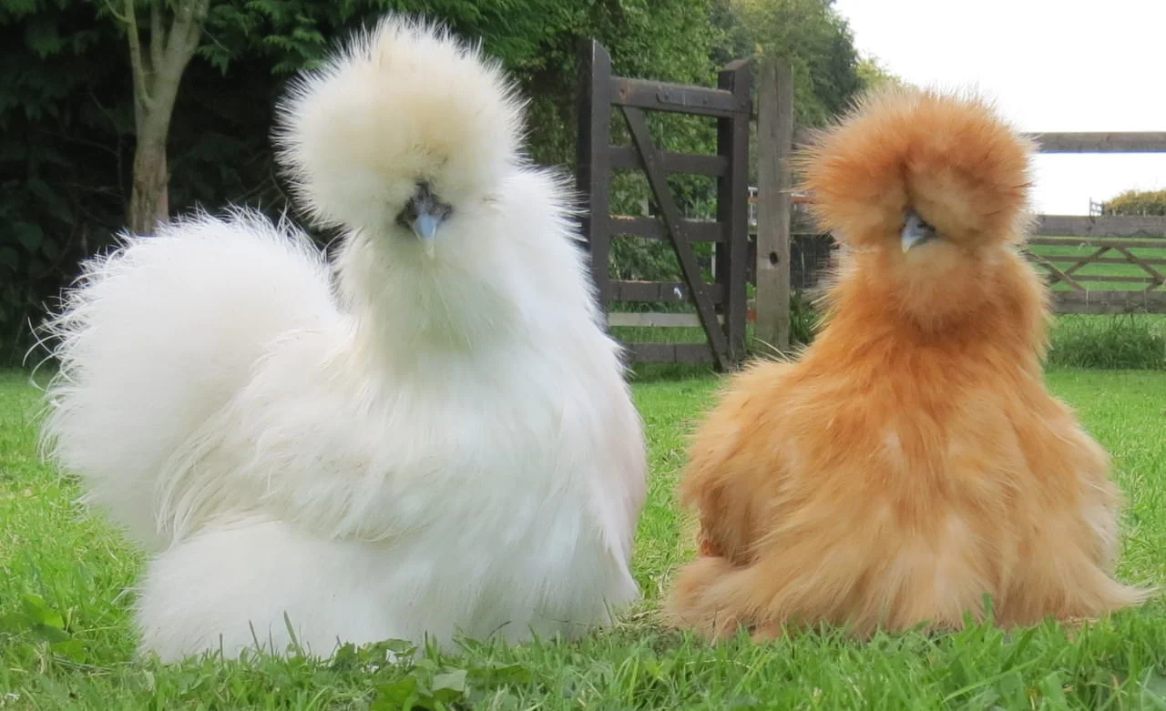 silkie 237.JPG