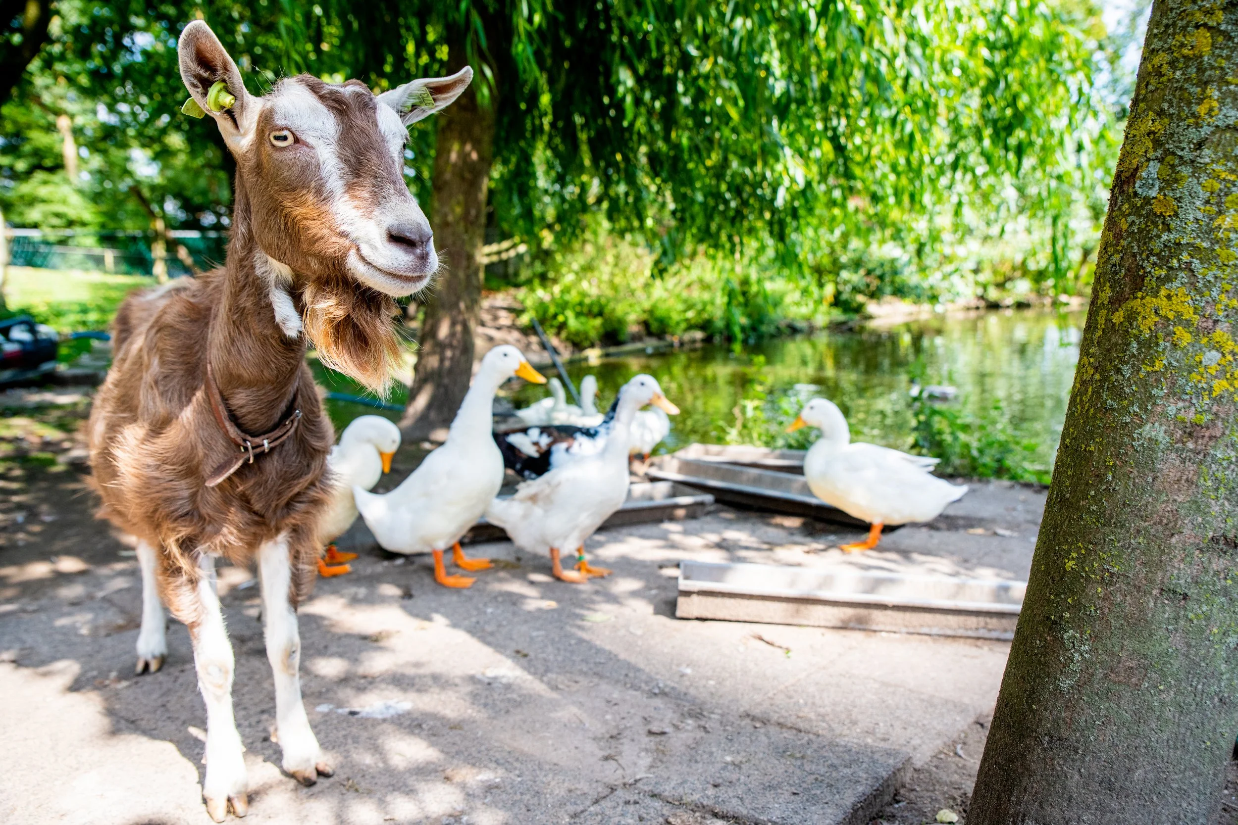 fotoserie-fotoshoot-ondernemers-kinderboerderij-visit-aalsmeer-fotograaf-joyce-goverde.jpg
