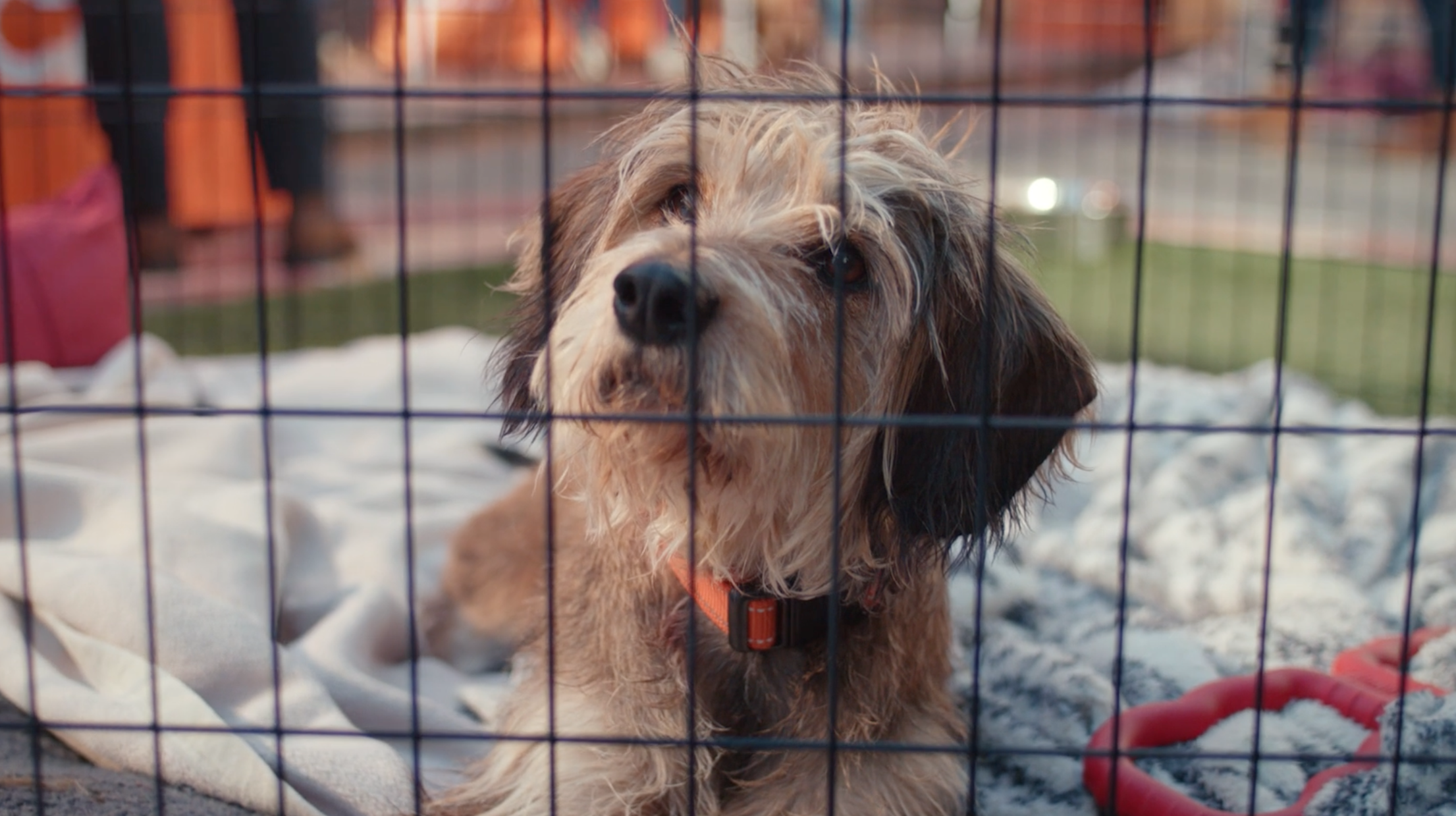 ASPCA