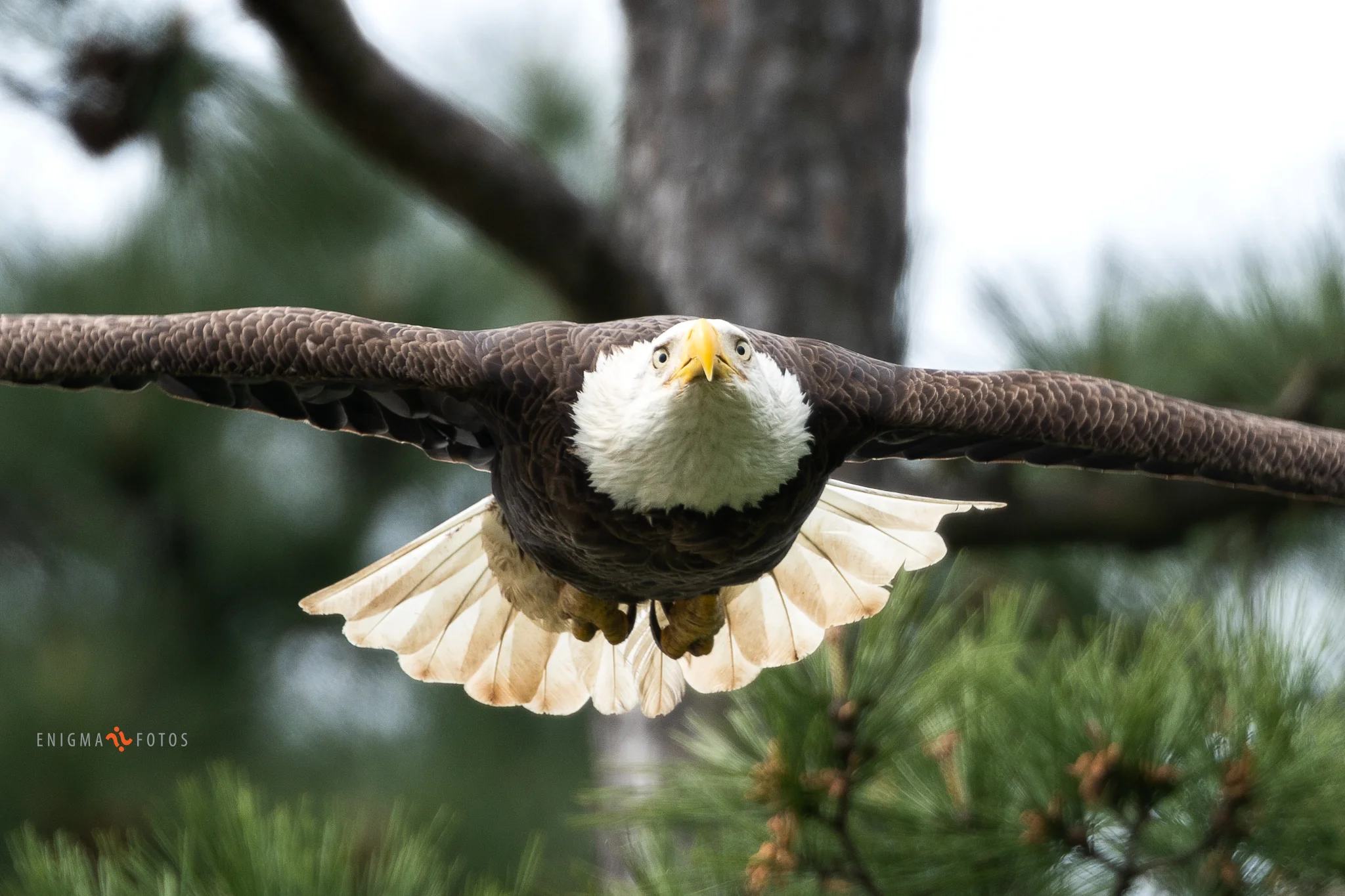 Eagle In Flight
