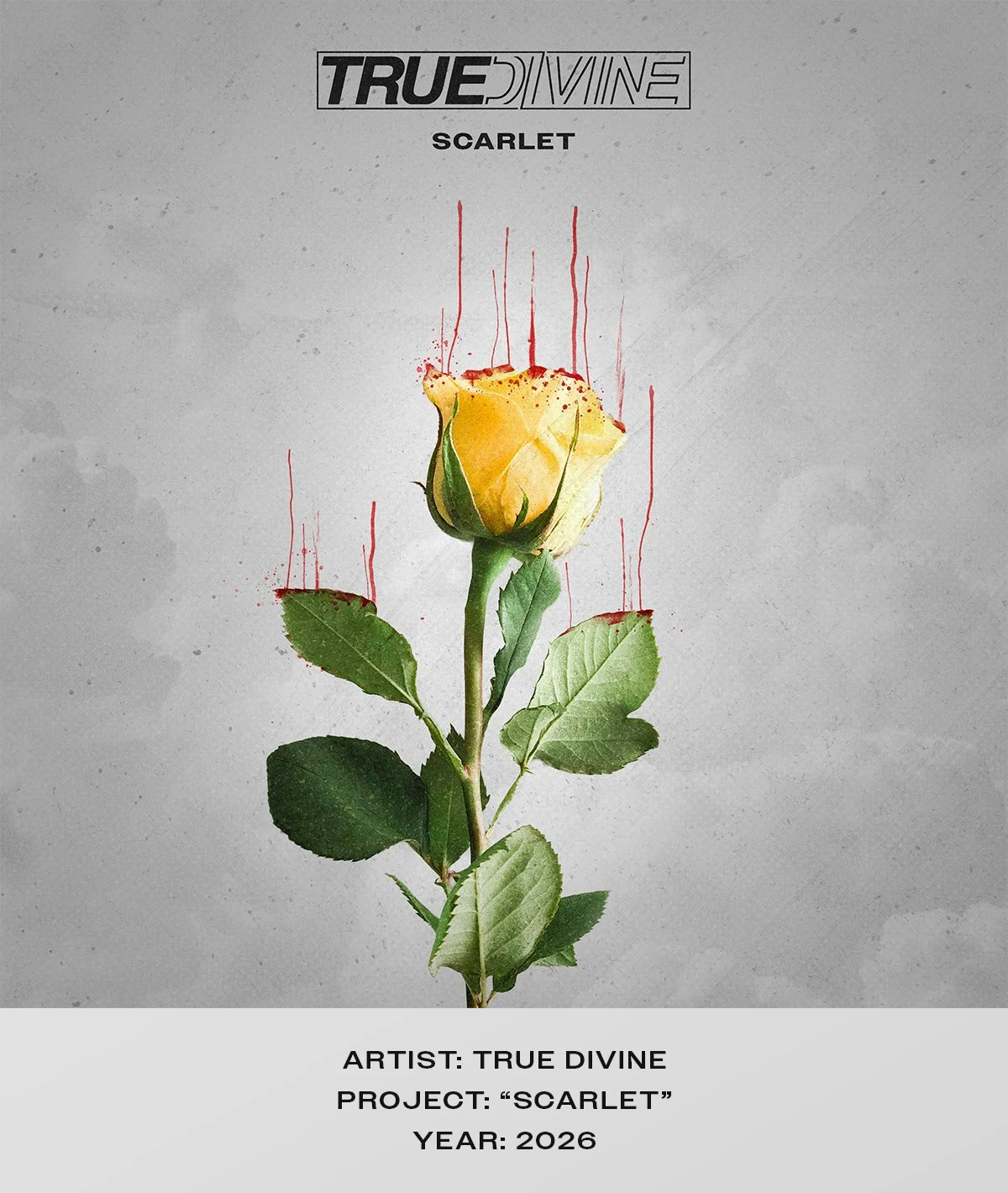 APD-Albums-Prev-TD-Scarlet.jpg