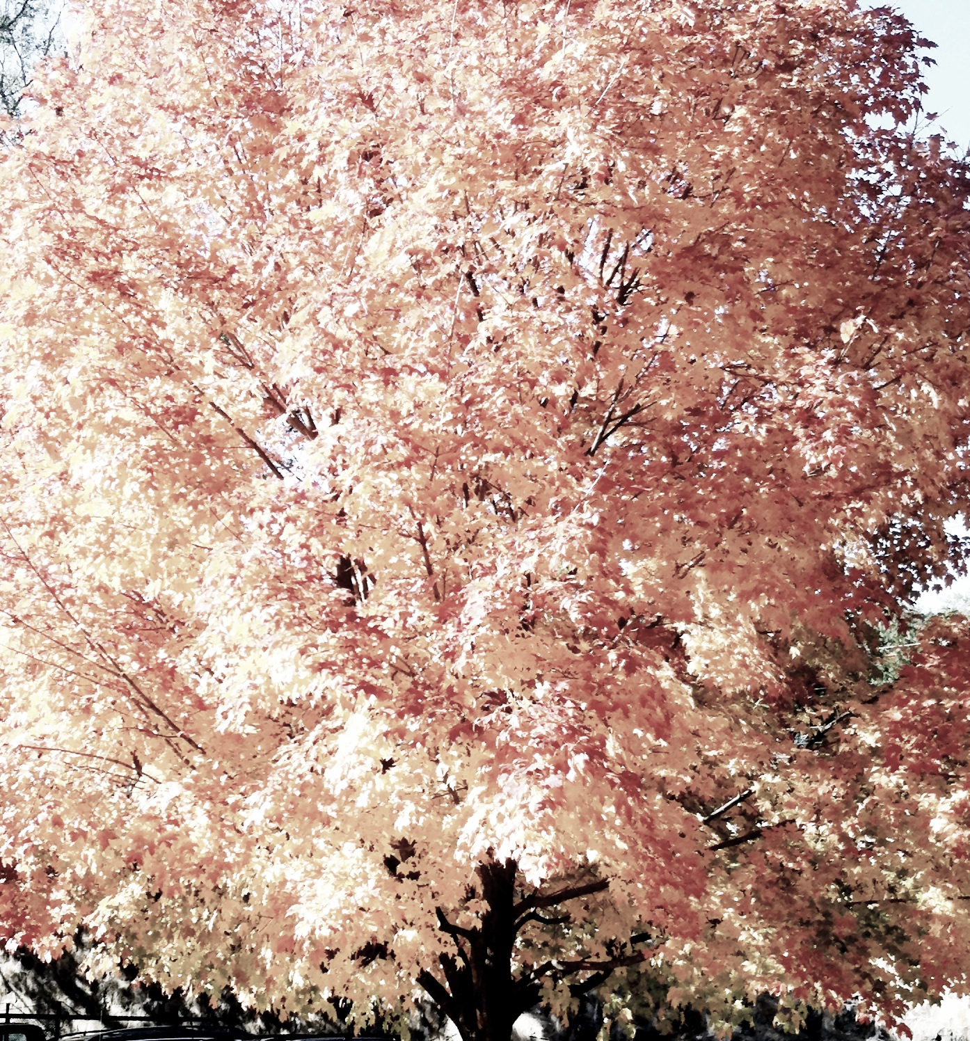 2013-05-17 001 164.JPG