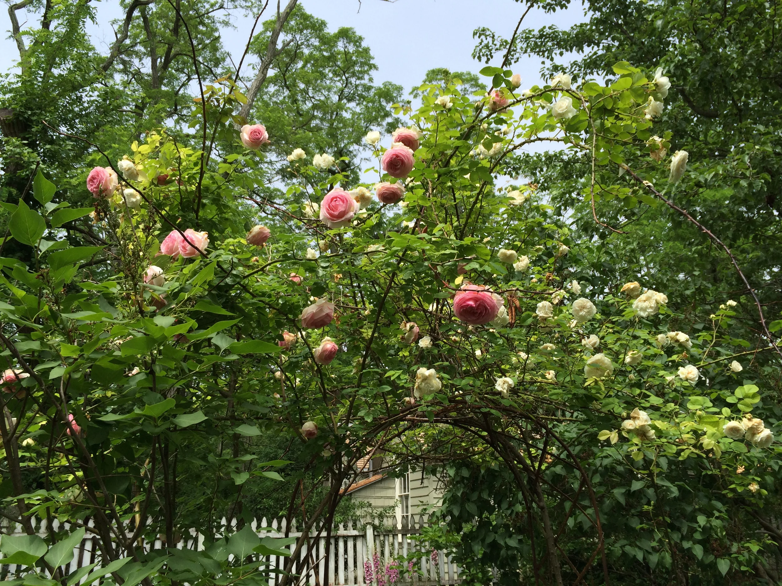 2014-06-13 14.20.24.jpg