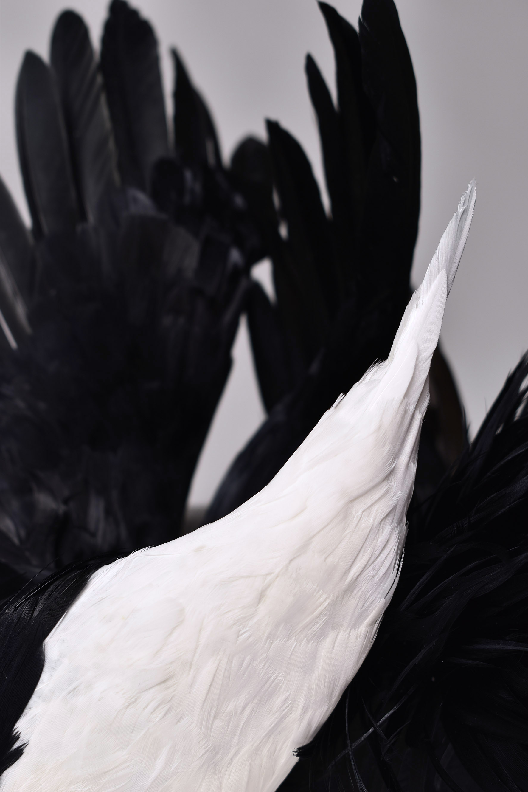 feather-1.jpg