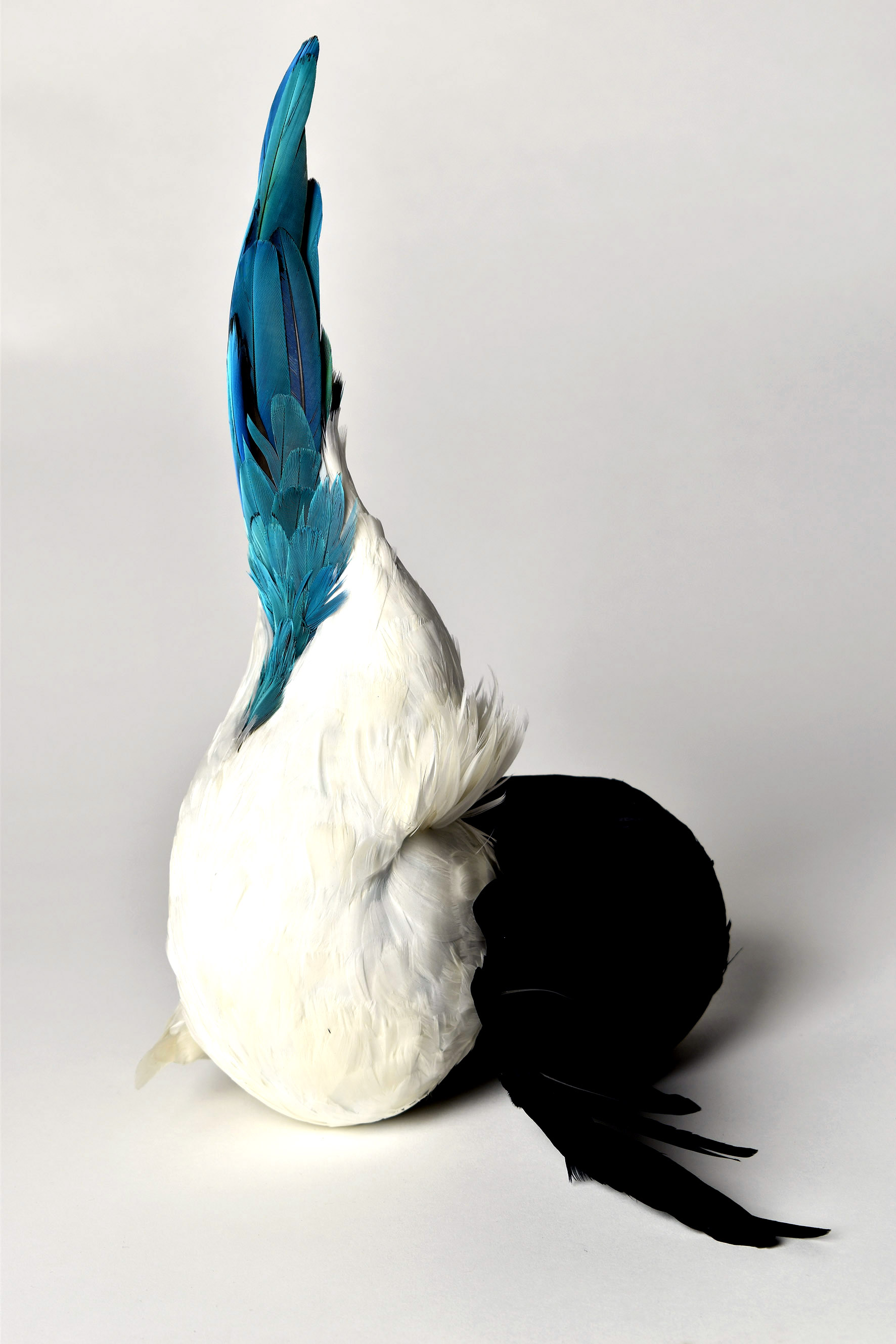 feather-3.jpg