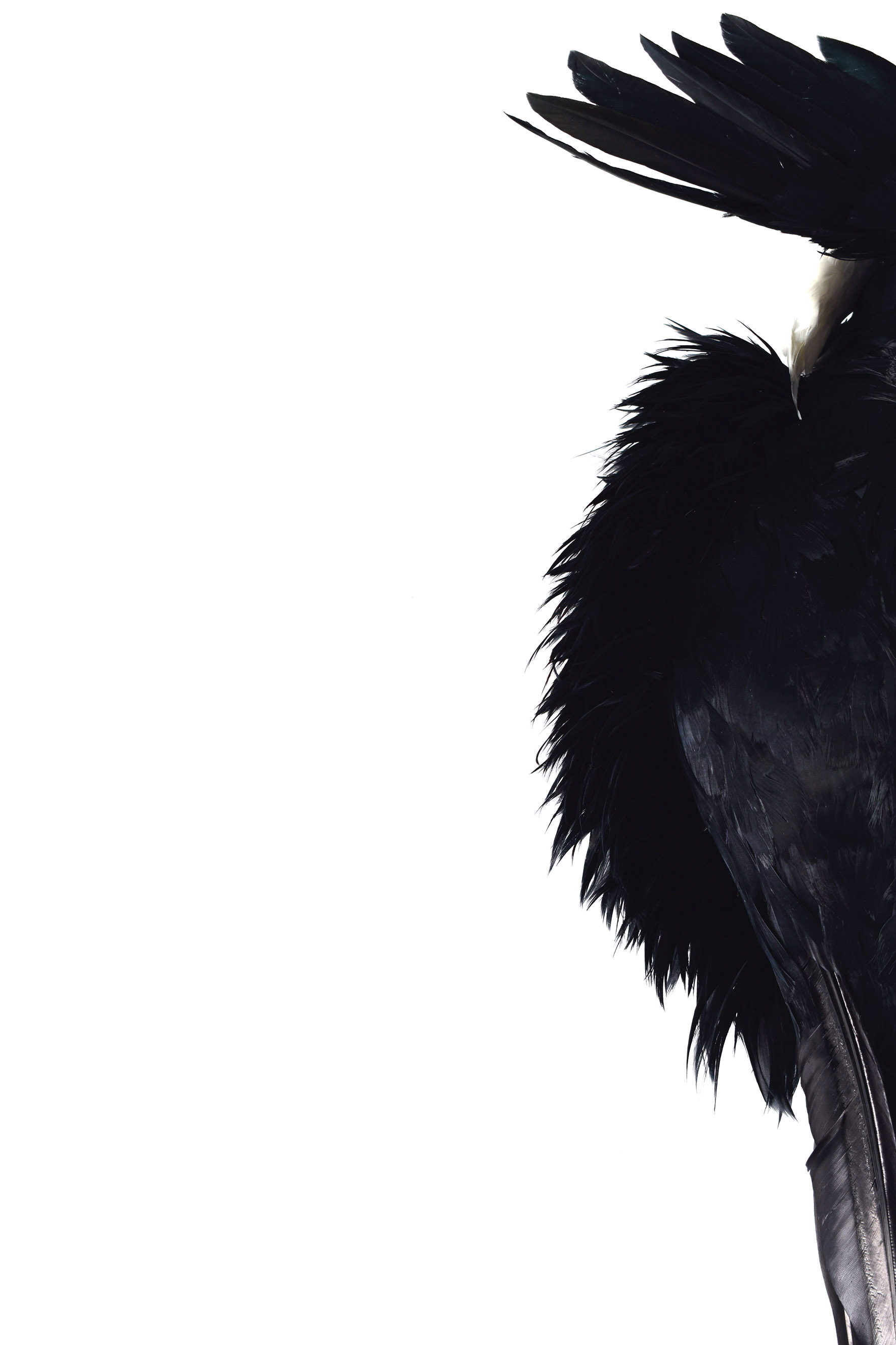 feather-7.jpg