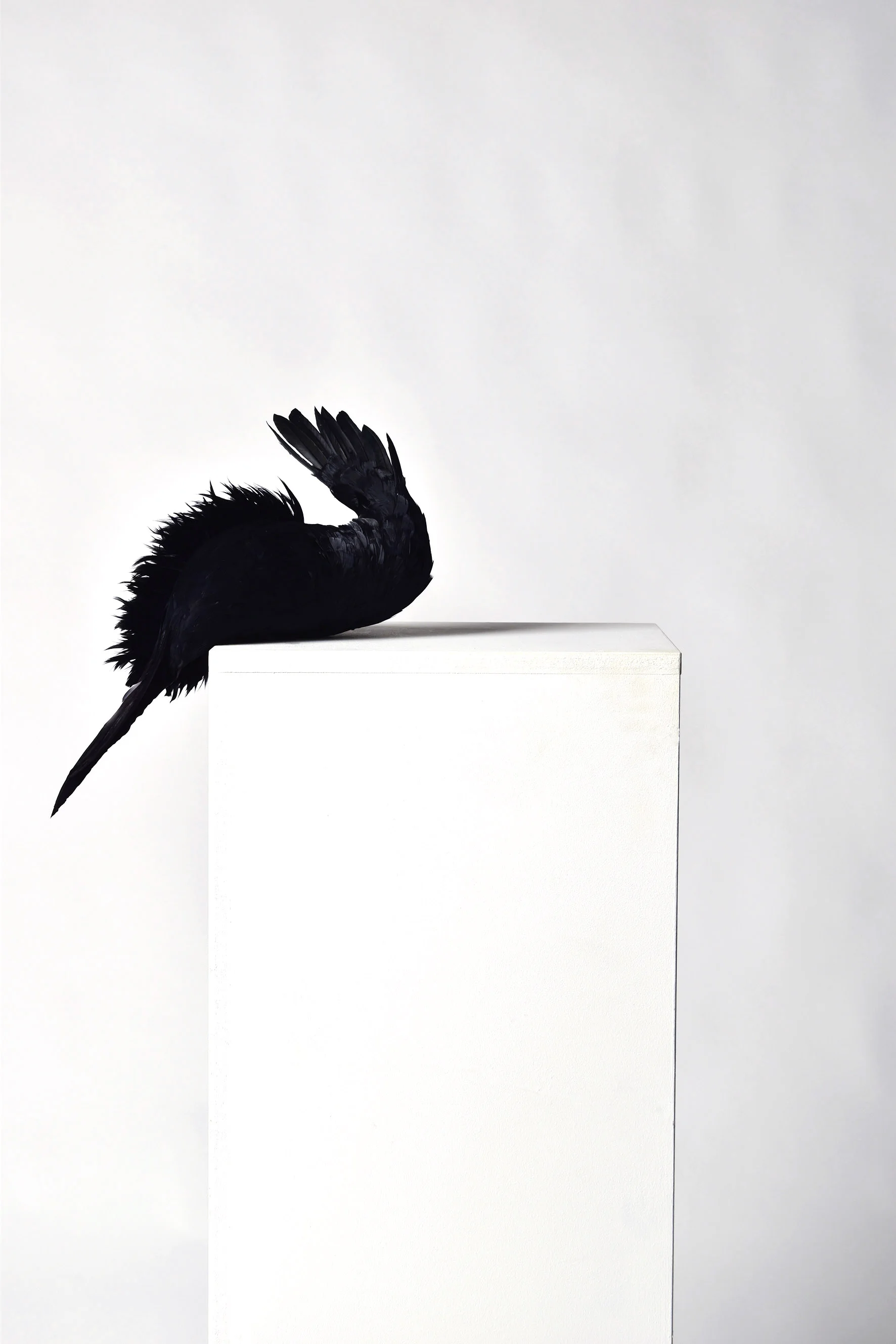 Feather-8.jpg