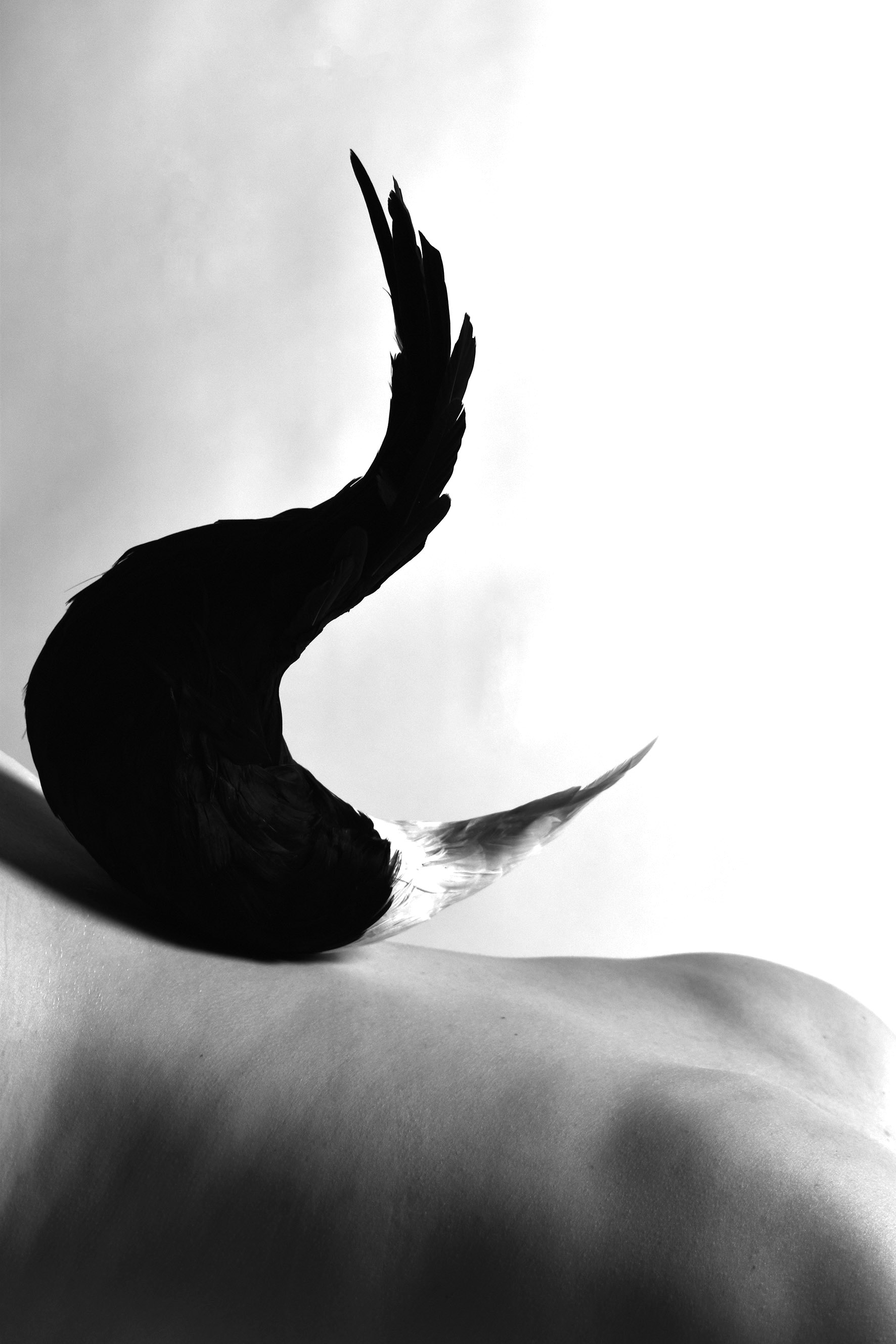 feather-15.jpg