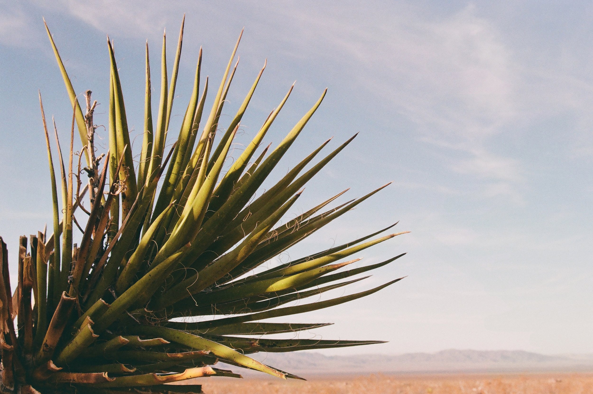 Desert Tree