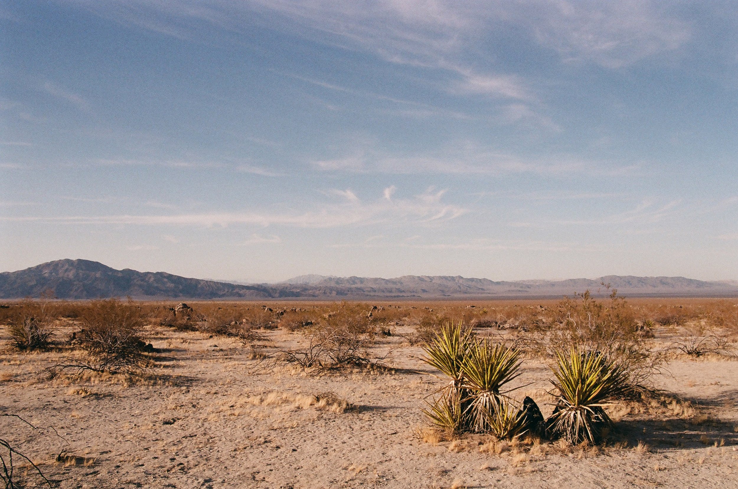 Desert Forest