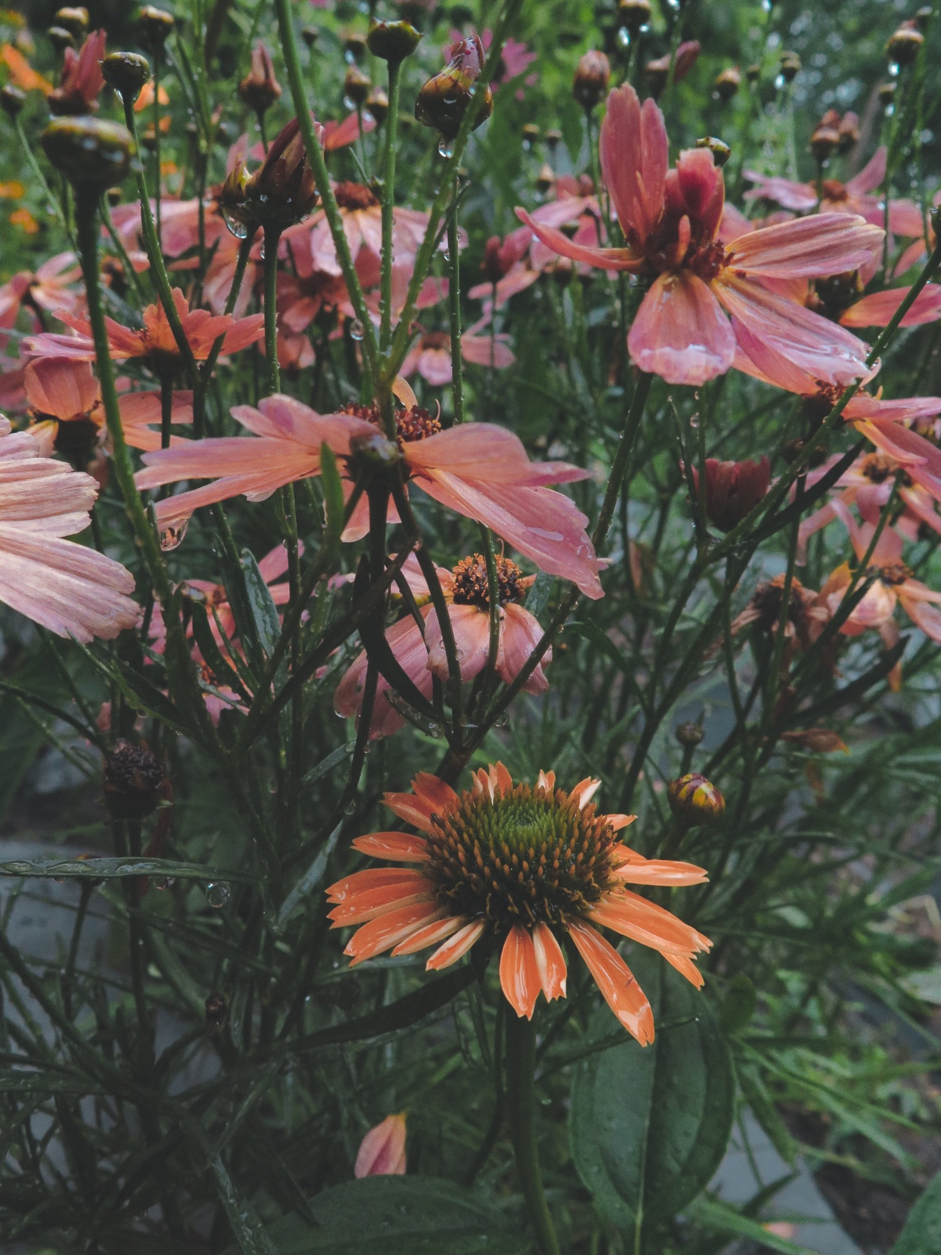 43858144_Unknown.jpeg