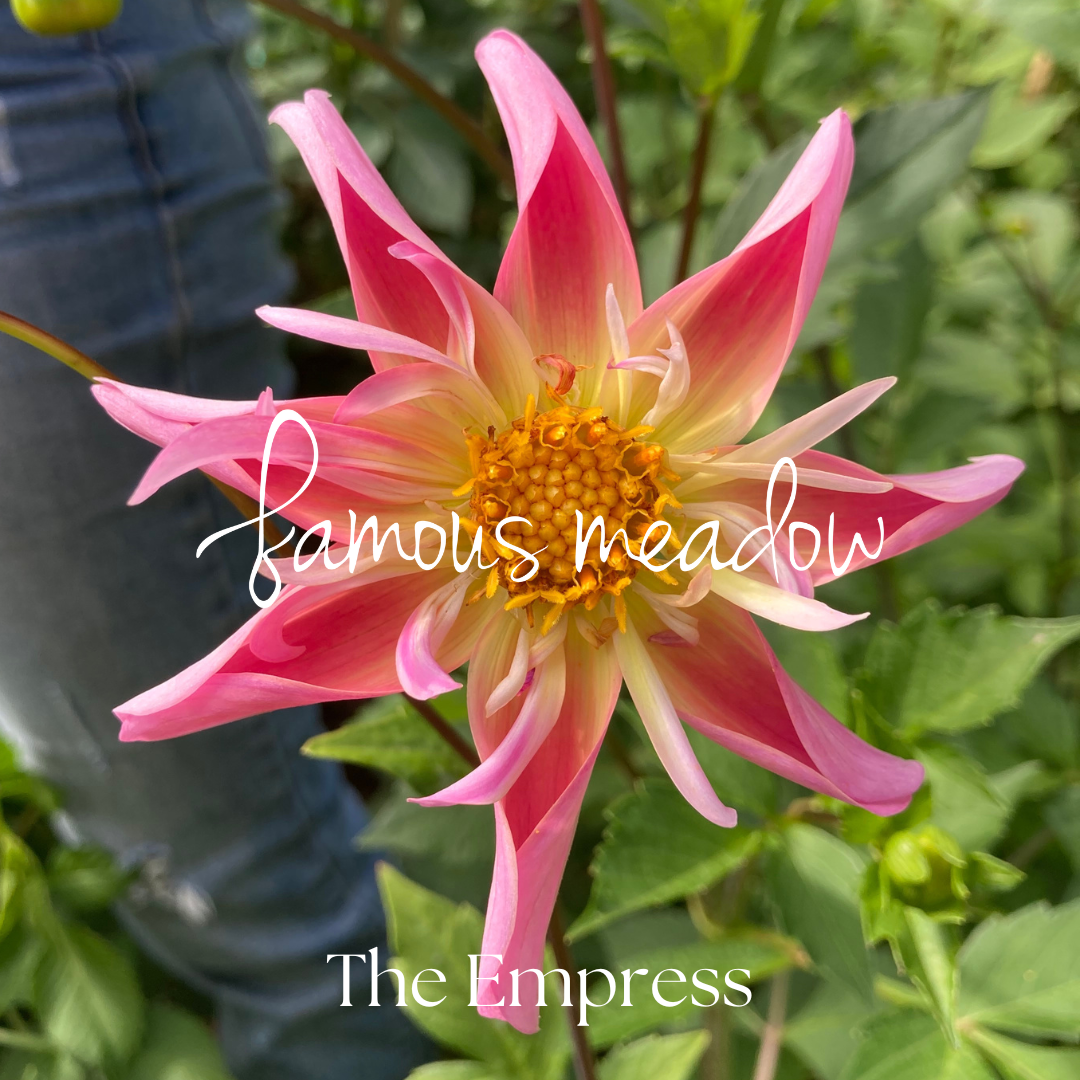 Famous Meadow Empress Dahlia Tuber