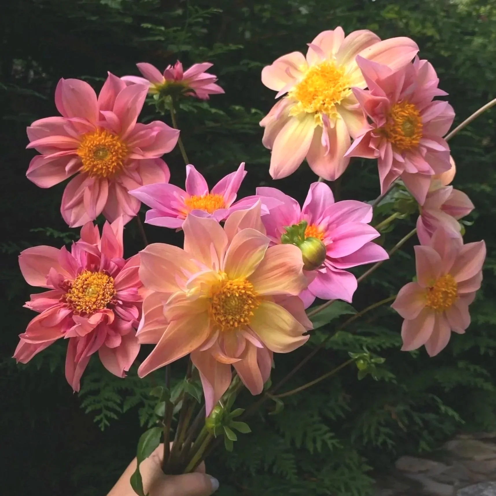 Famous Meadow Empress Dahlia Tuber - Thumbnail 2
