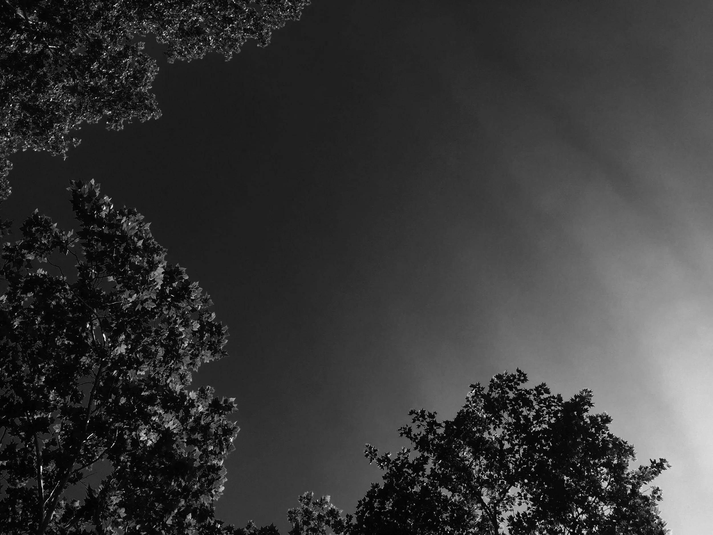 Central Park.jpg