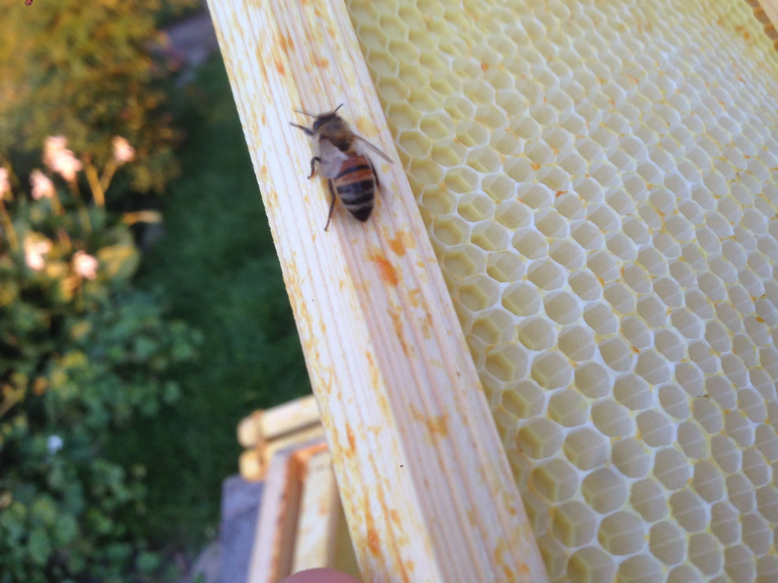 Our Buckfast Bees