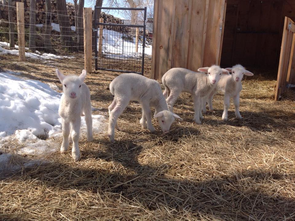 lambs.jpg