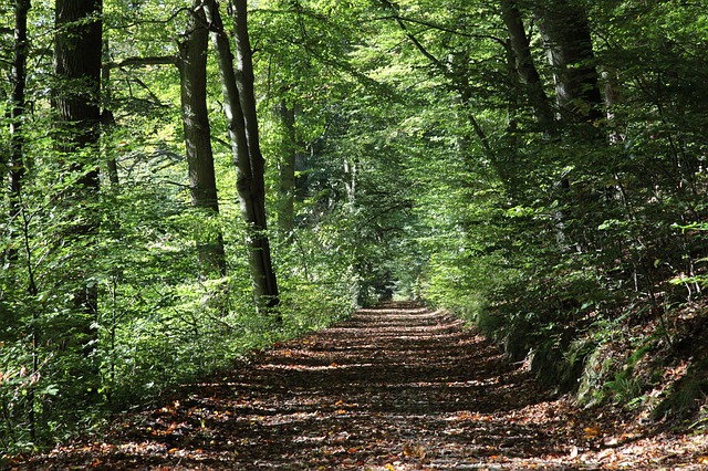 forest-path-2808216_640.jpg