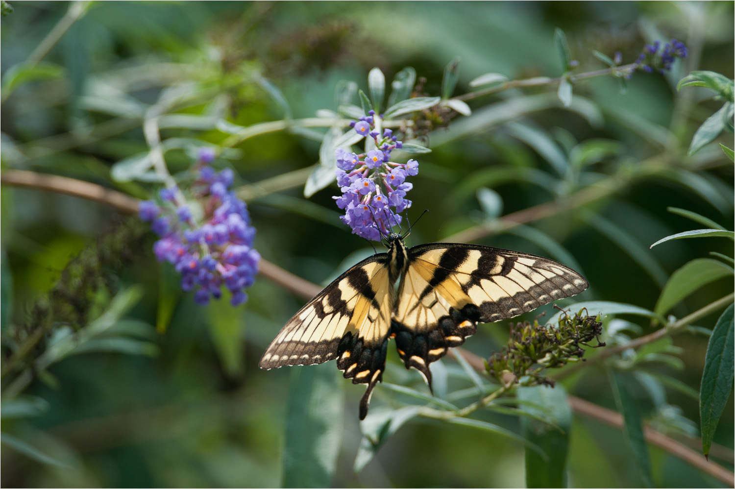 20120901_Butterfly_Henlopen-State-Park-DE.jpg
