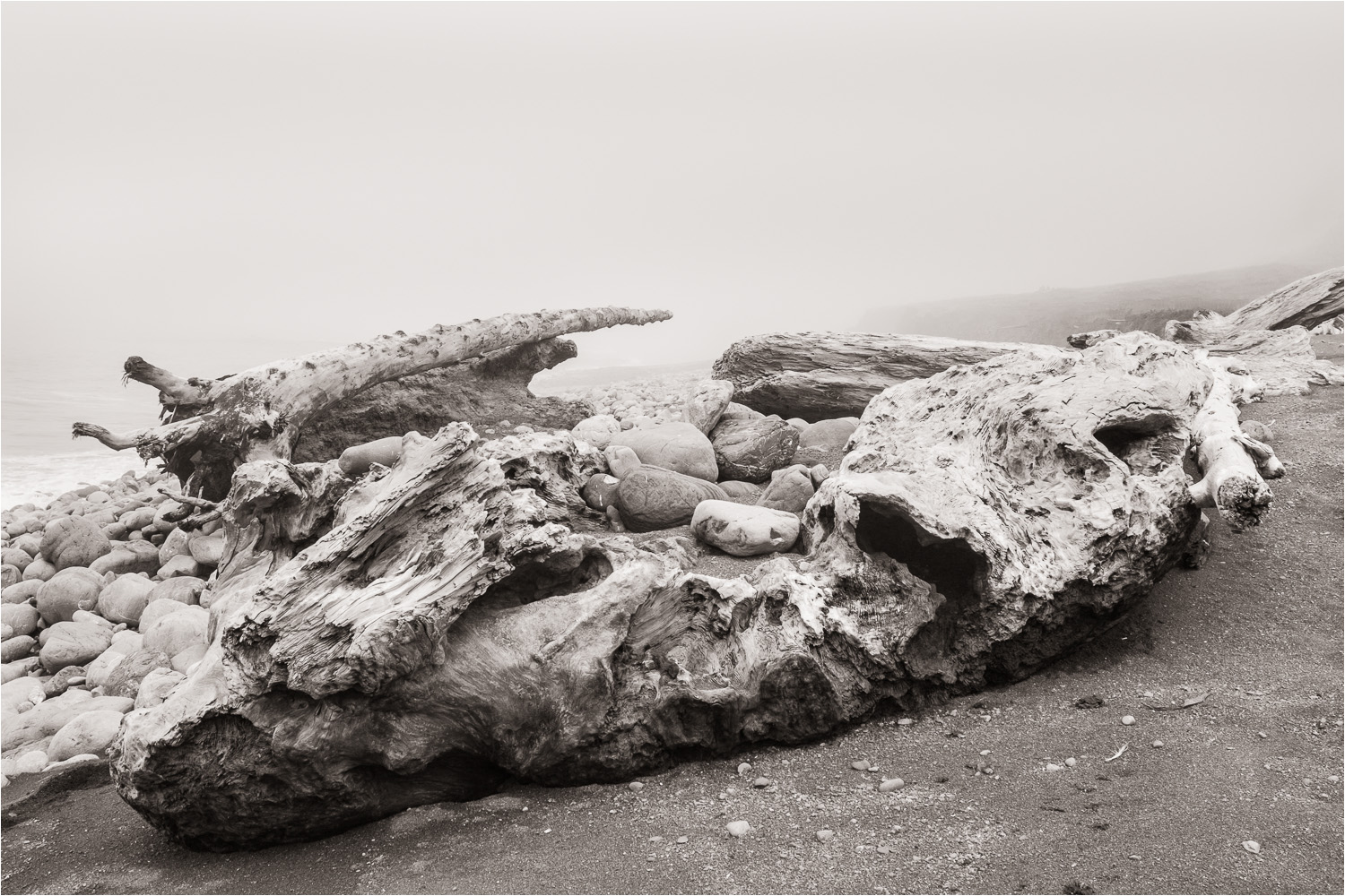 20140729_Giant-Driftwood_Lost-Coast.jpg