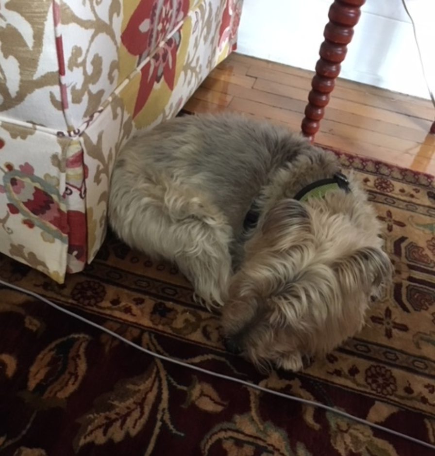 Henry in his summer activity mode.
