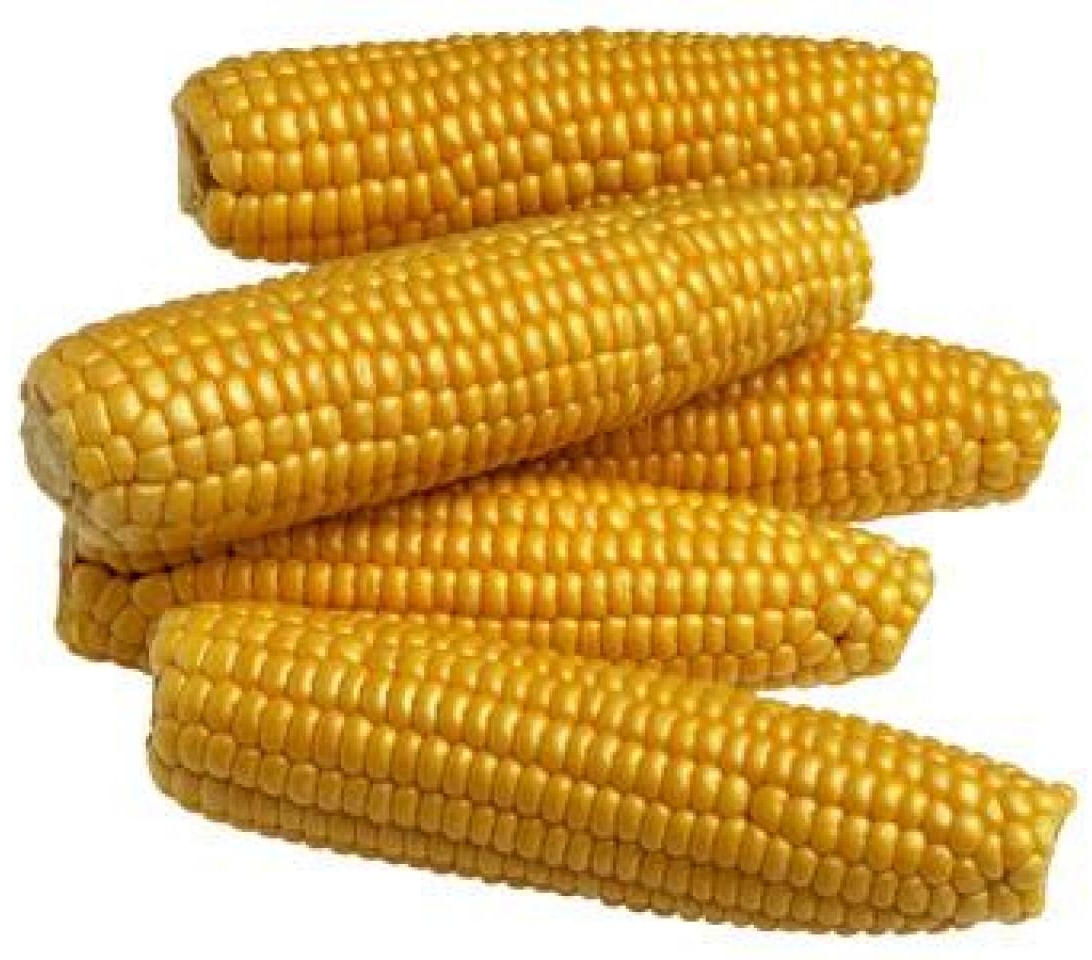 corn.jpeg