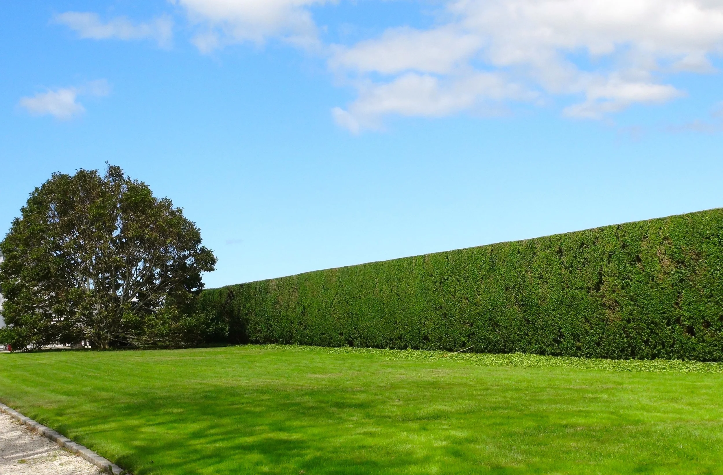 Privet Hedges.jpg