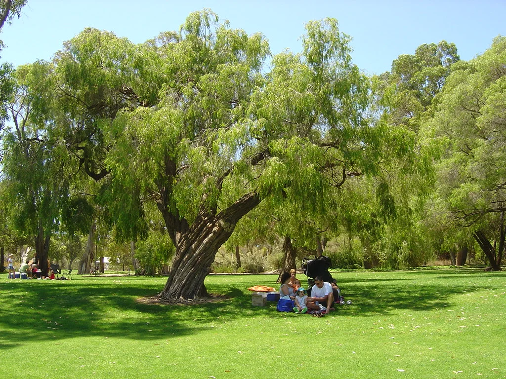 Shady tree.jpg.jpeg