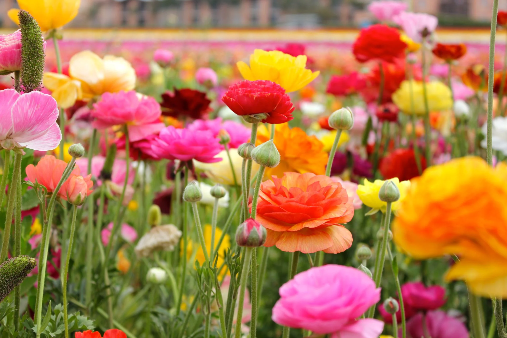 ranunculus-56e4a03b5f9b5854a9f90ec2.jpg