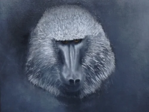 Baboon 23 x 23 inches (Acrylic) 