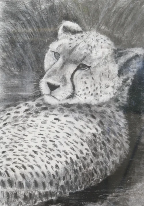 Cheetah (Charcoal) 