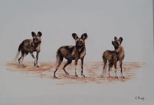 Wild Dog Studies 26 x 24 inches (Acrylic)