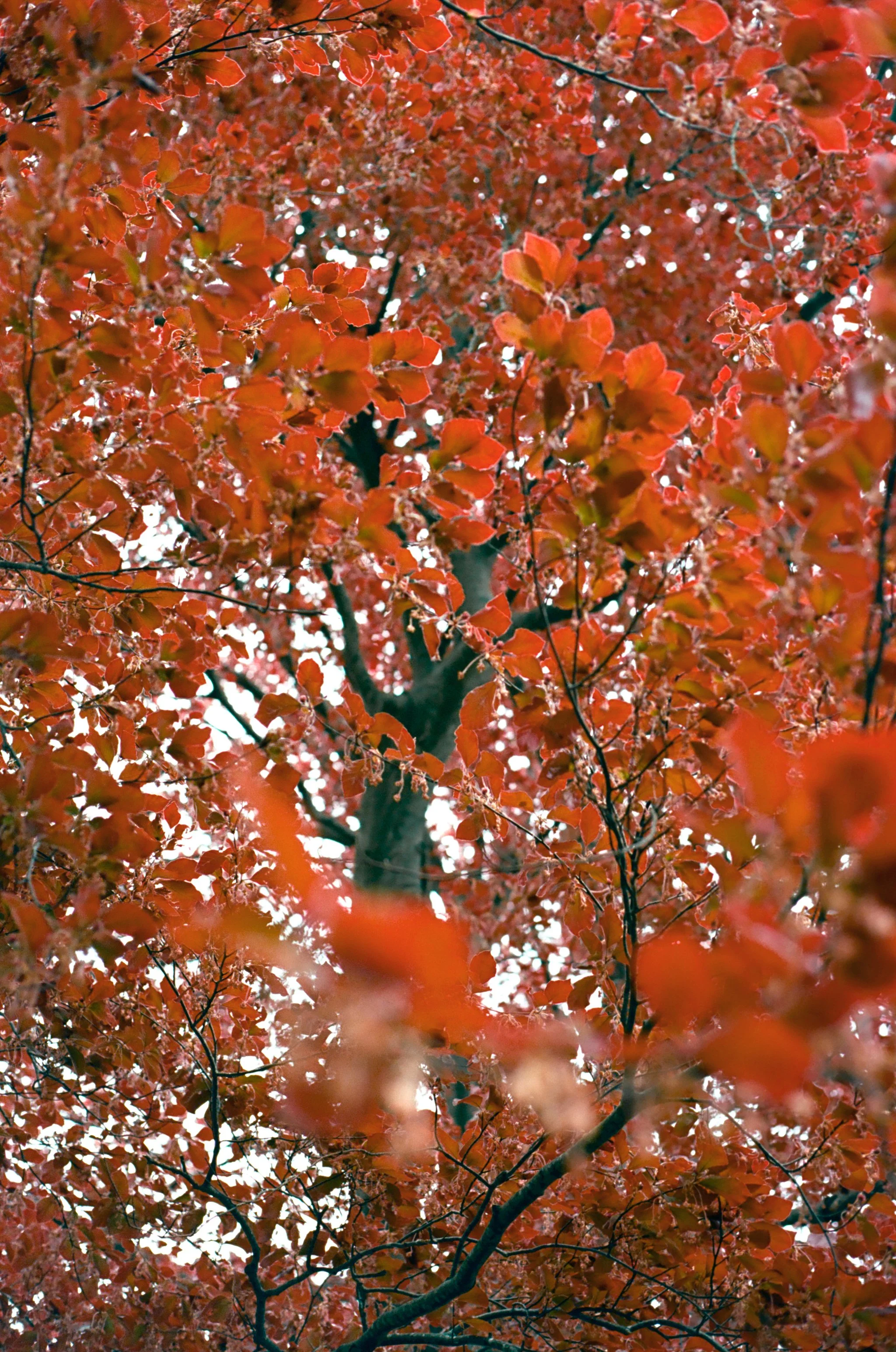 Showing Off Like Every Beech I Know