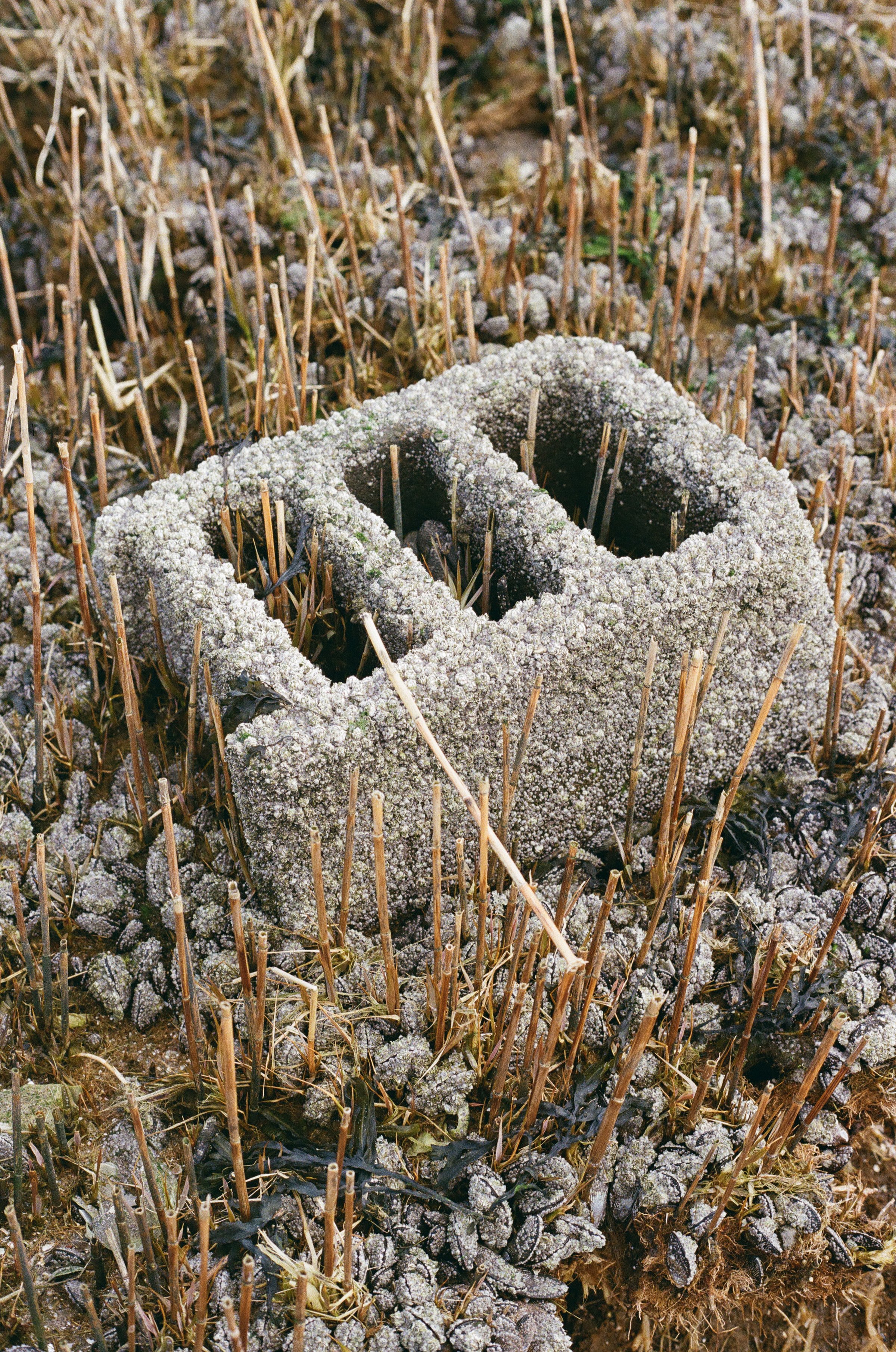 Adhere Shield Resist