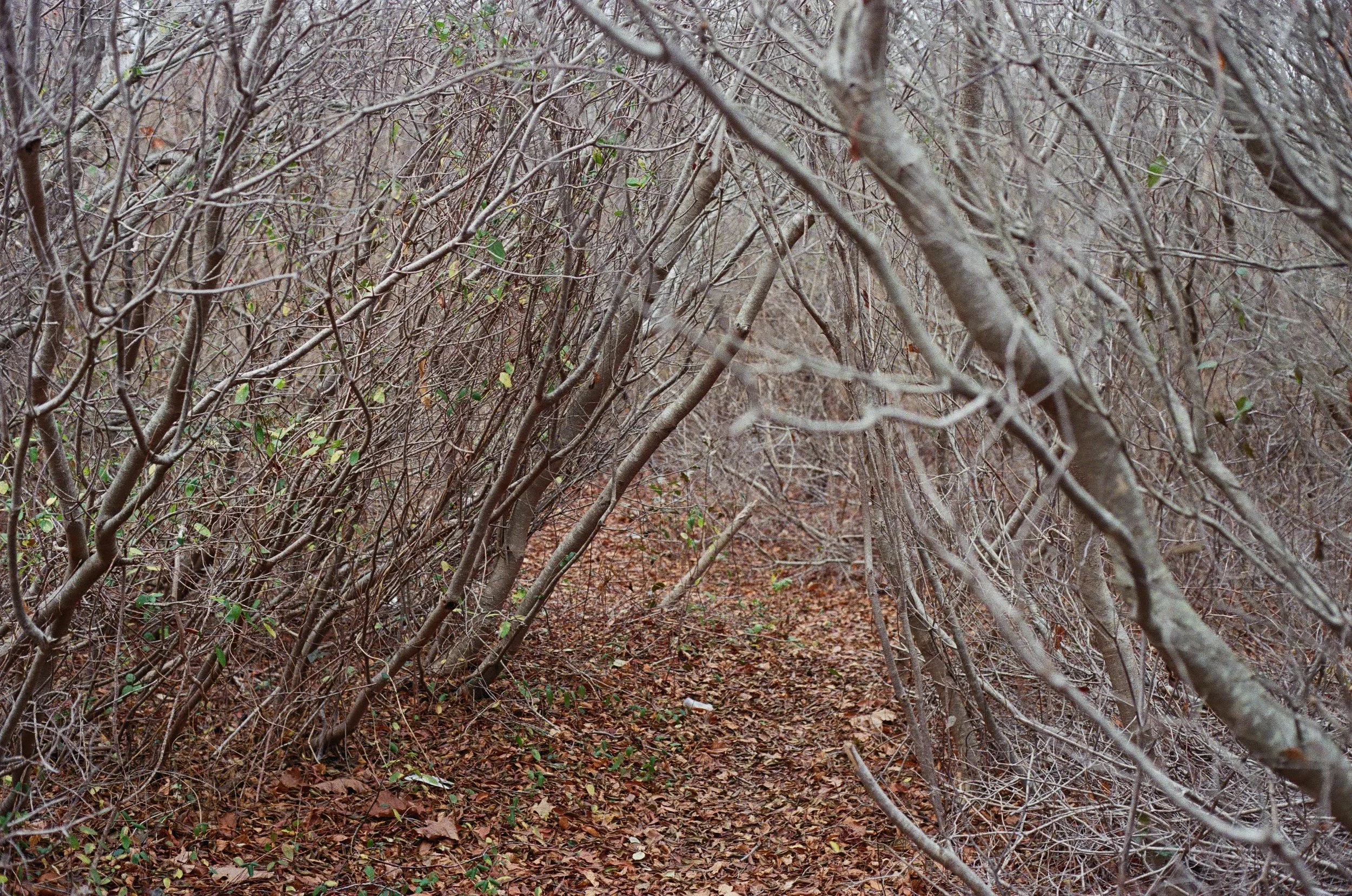 IYCL_A_Path_BB_2022_Katherine_Coates.jpg