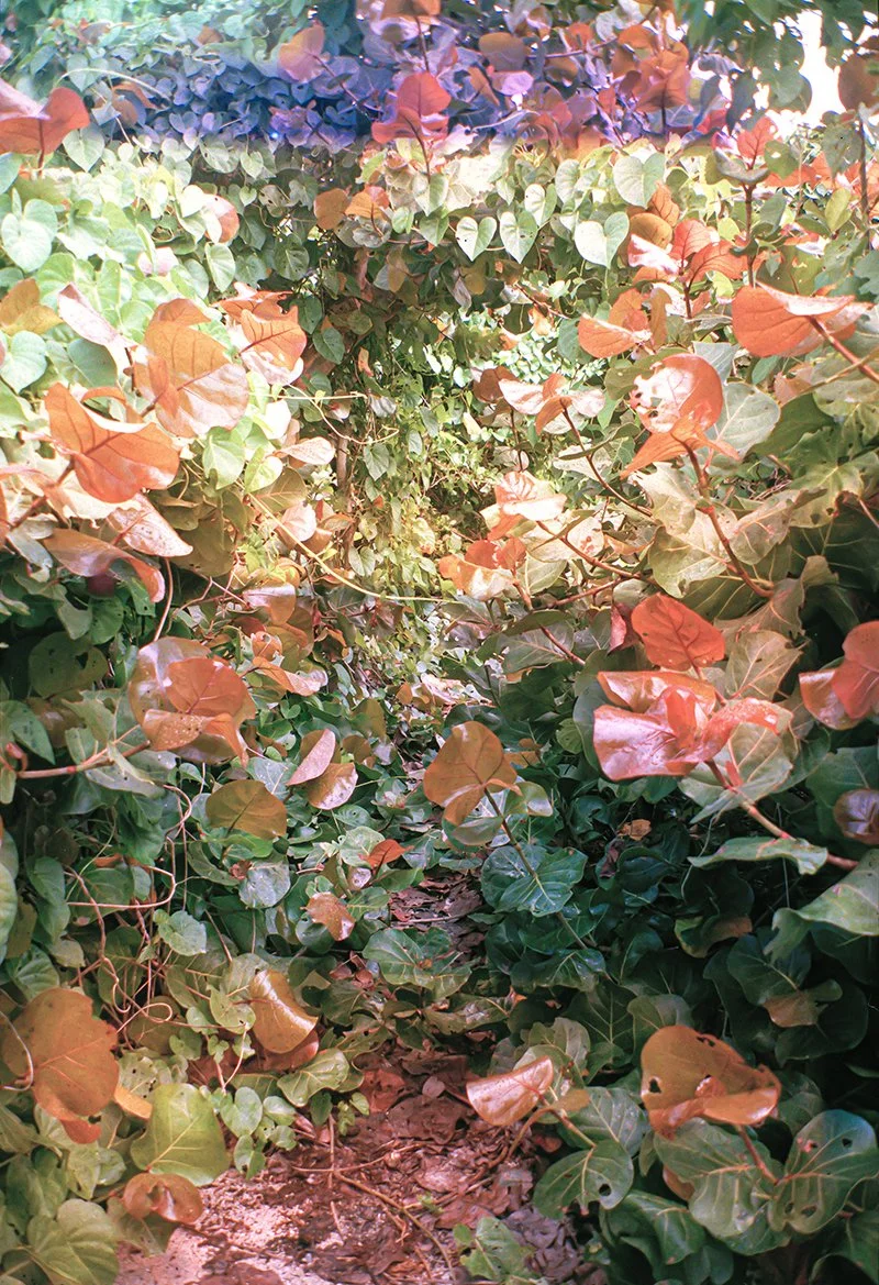 Reversed Through the Only Way Out
(Halo 2, A Path)