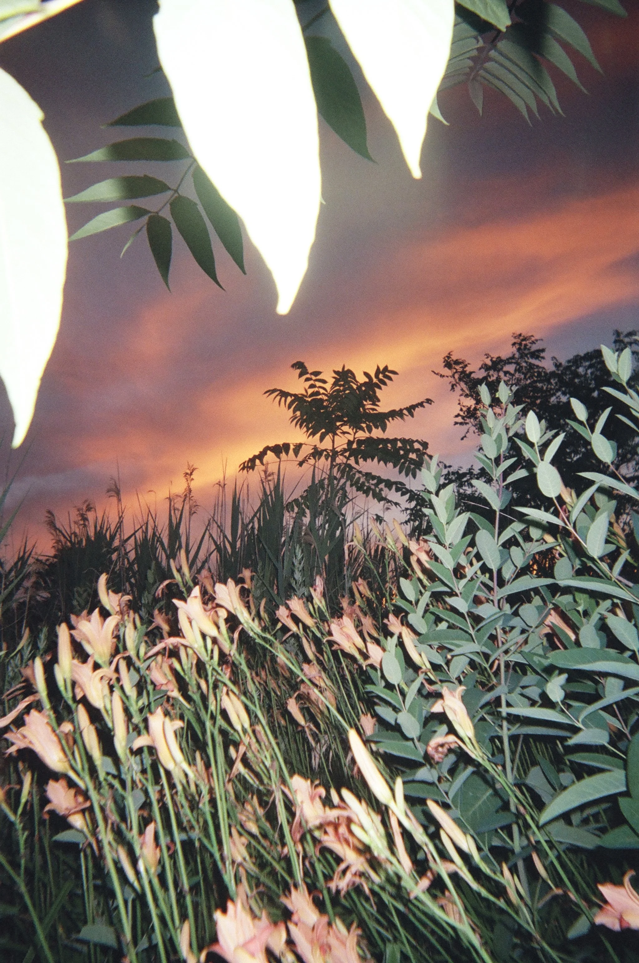 Growth Toward the Light