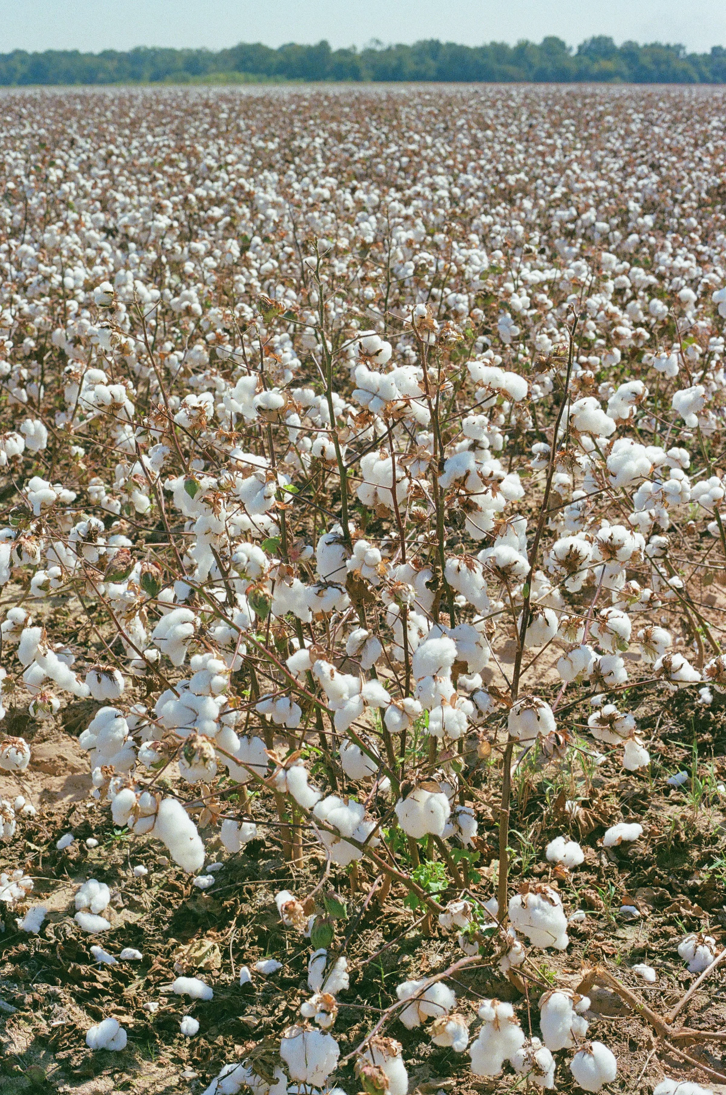 Plum Bayou Healing Mallow Bolls 
