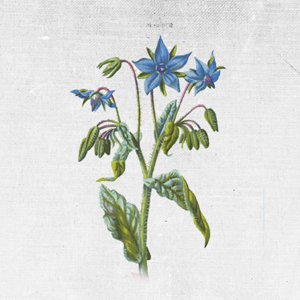 COUNTRY OF ORIGIN: CHILE KEY BENEFITS: Anti-inflammatory, high GLA, detoxing and healing REGENERATING BALM AND SKIN CONDITIONER