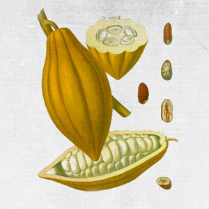 COUNTRY OF ORIGIN: ECUADOR KEY BENEFITS: Hydrating, anti-scarring and healing. REGENERATING BALM, SKIN CONDITIONER AND ANTI-AGE BALM