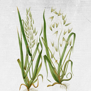 COUNTRY OF ORIGIN: IRELAND KEY BENEFITS: improves collagen deposition, anti-inflammatory, anti-oxidant. GENTLE EXFOLIANT CLEANSER