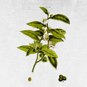 COUNTRY OF ORIGIN: SRI LANKA KEY BENEFITS: detoxing, anti-inflammatory, anti-age, toning, anti-oxidant. NOURISHING FACE MASK