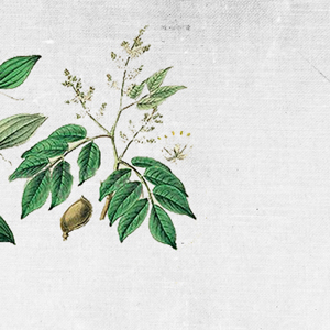 COUNTRY OF ORIGIN: BRAZIL KEY BENEFITS: firming, tightening, anti-fungal, regenerating, healing, pain relieving. REGENERATING BALM