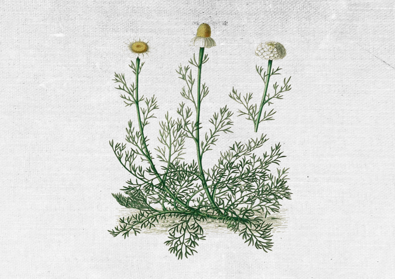 COUNTRY OF ORIGIN: IRELAND KEY BENEFITS: calming, soothing, improves skins absorption, anti-inflammatory. REGENERATING BALM